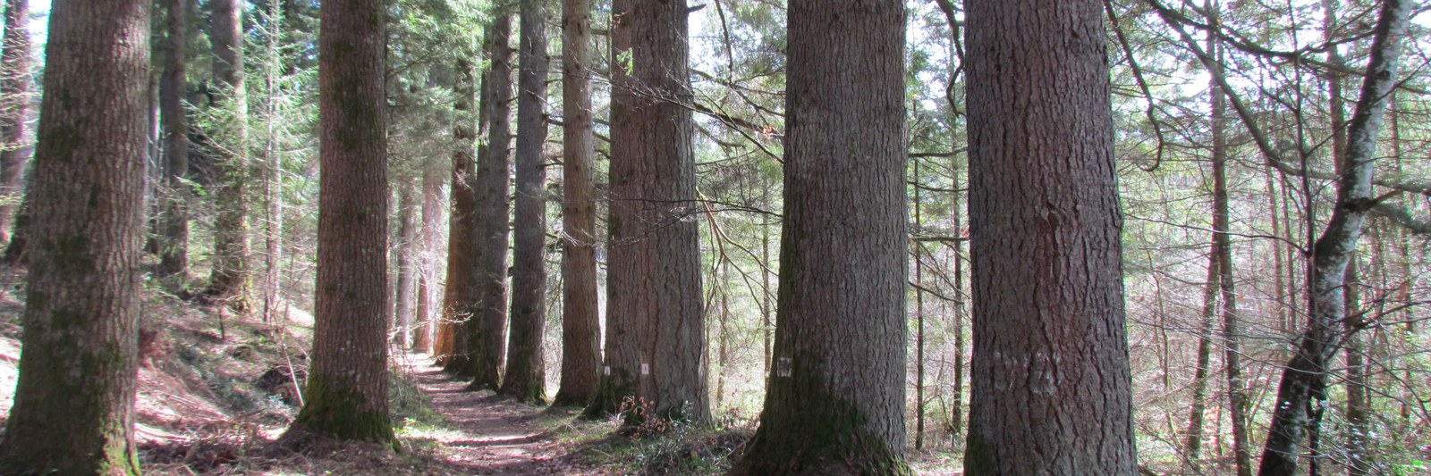 The Les Farges Douglas-fir stand, Plateau de Millevaches, planted around 1850