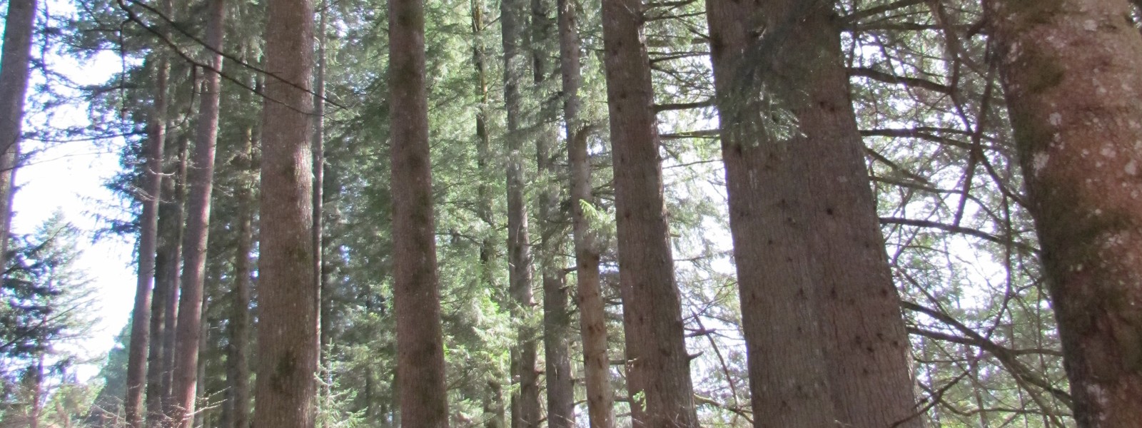 A band of tall Douglas-fir trunks in the Forêt domaniale des Farges near Meymac